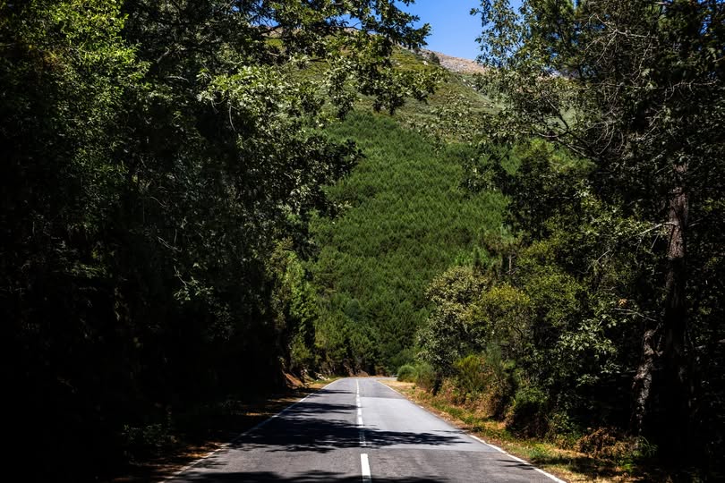 Vila Real reforça prevenção contra incêndios com ações no terreno e sensibilização da população