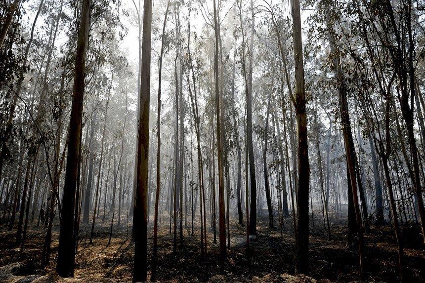 Polícia Judiciária deteve suspeito de atear incêndio florestal em Vila Real