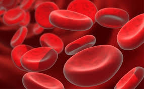 Regia Douro Park junta-se ao IPST e ao SNS numa ação solidária